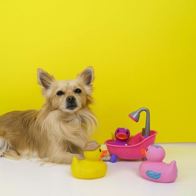 Dog with bath toys on a yellow background