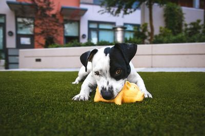Dog playing with a yellow pig toy outdoors