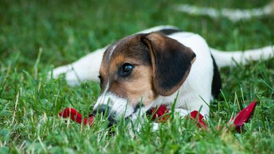 Puppy resting on green grass