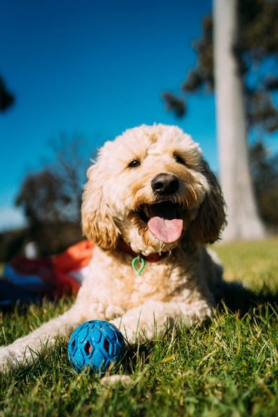 Happy goldendoodle with a blue ball on grass