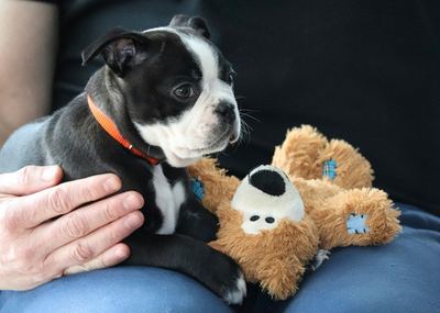 Boston terrier puppy with a teddy bear