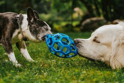 Two dogs playing tug with a blue toy