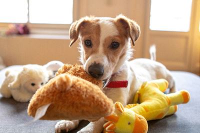 Dog cuddling plush toys on the couch