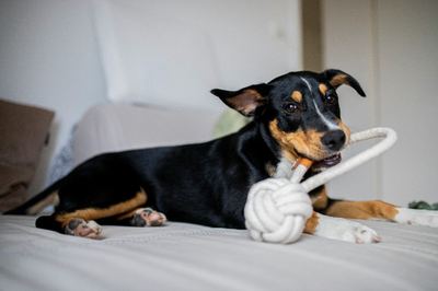 Dog chewing a rope toy on a cozy bed
