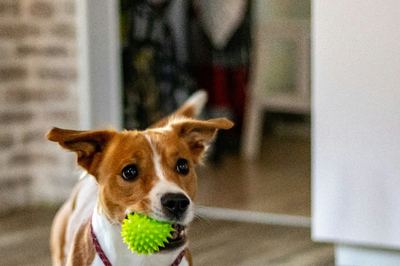Dog holding a green spiky toy ball